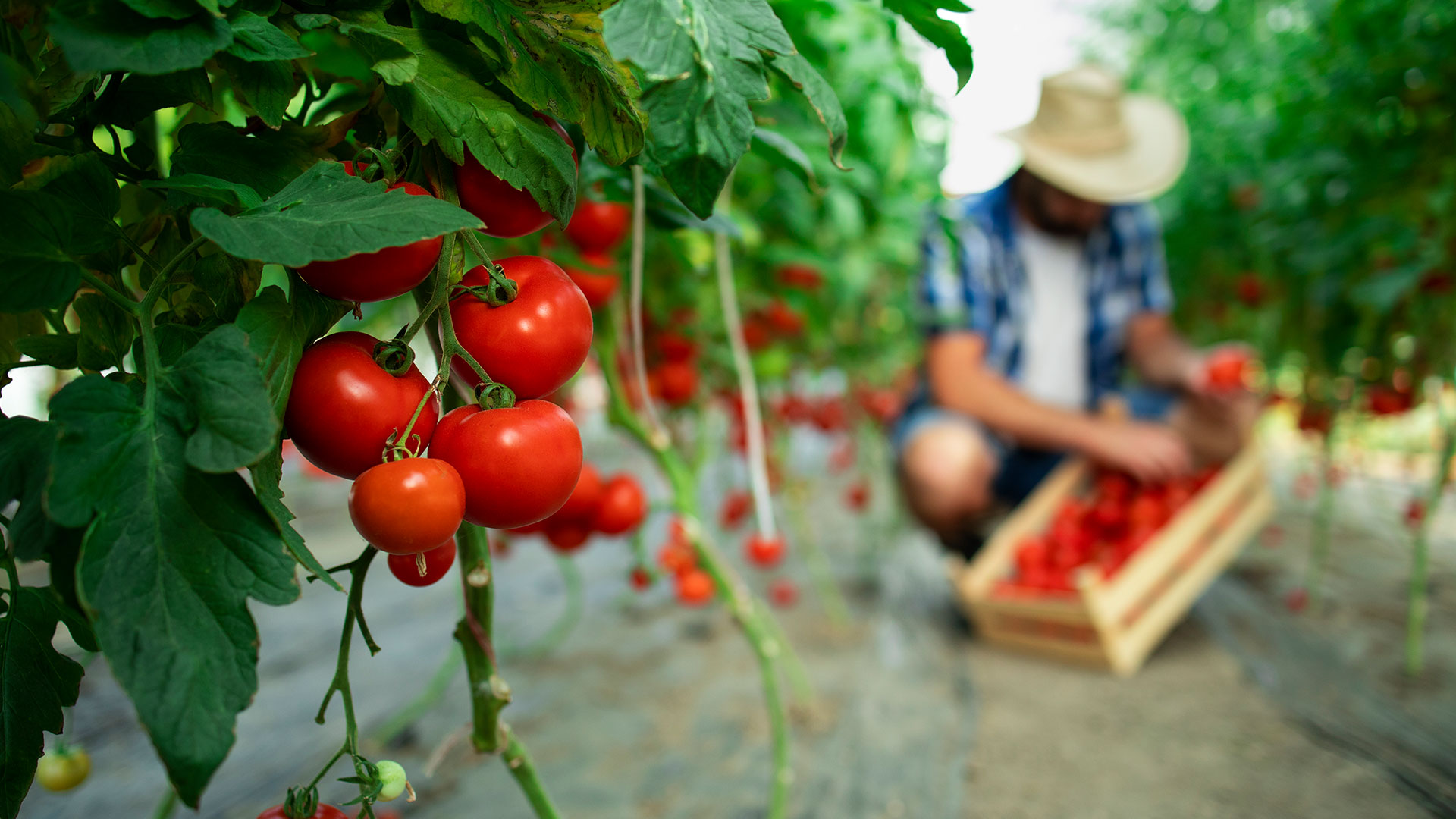 Alimentos ecológicos